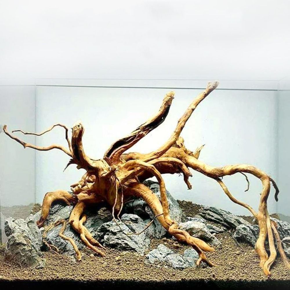 Aquarium Fish Big - 20-25CM大型水槽流木天然魚タンク植物装飾ツリーフィッシュボウル切り株水槽フィッシュタンク造園装飾ペット用