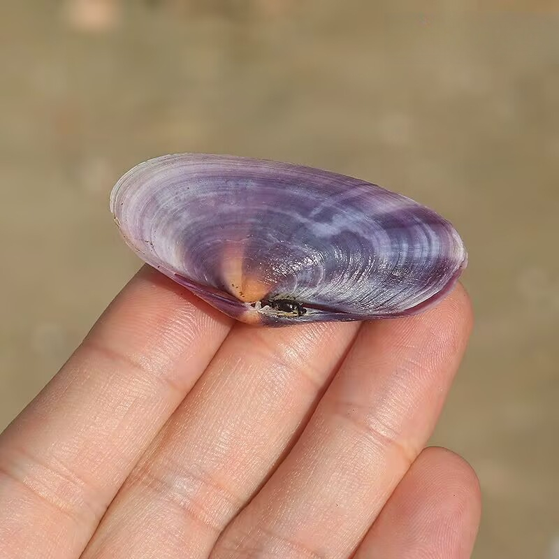 ロングパープルクラムナチュラルコンクパープルシェル水槽水族館 - Aquarium Fish Guppy のレビューと価格