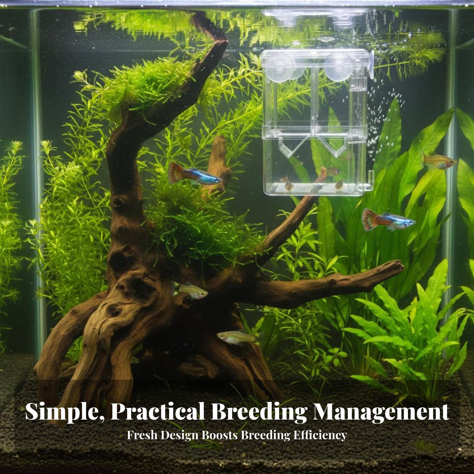 二層水槽飼育タンク稚魚隔離分離器透明孵化箱水槽用品用 - Aquarium Fishes のレビューと価格