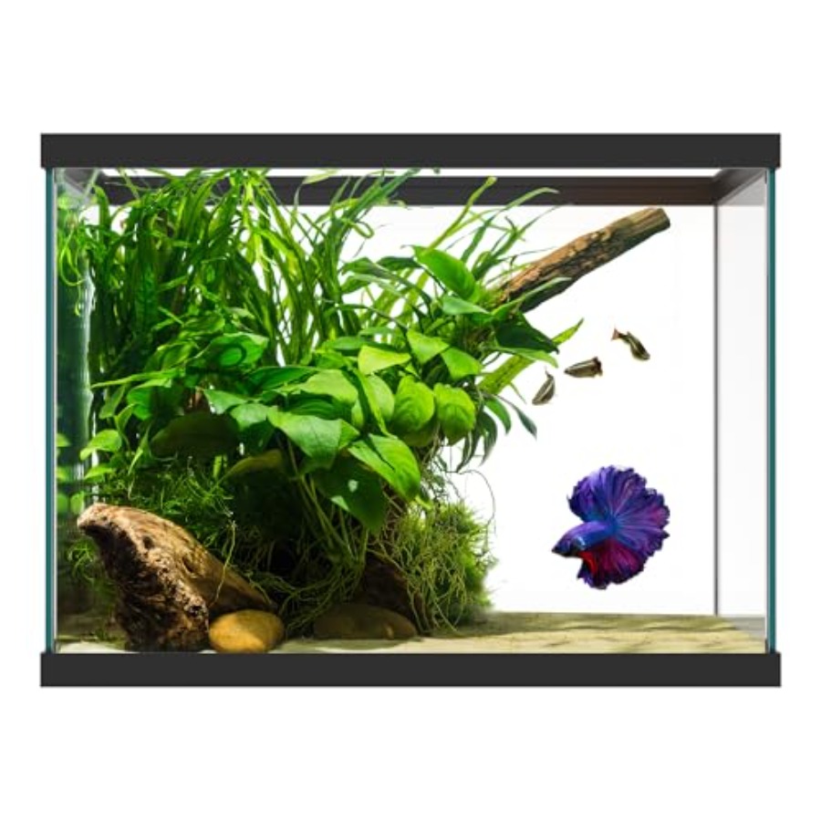 20ガロンガラス水槽 - 24 x 12.5 x 17.25 - Aquarium Fish Big のレビューと価格